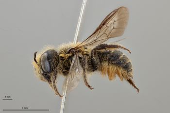Media type: image;   Entomology 790567 Aspect: habitus lateral view